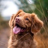 a happy dog with toungue out