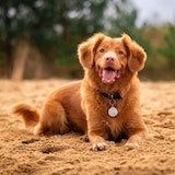 a sitting dog chilling in woods