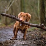 a dog holding a stick in mouth